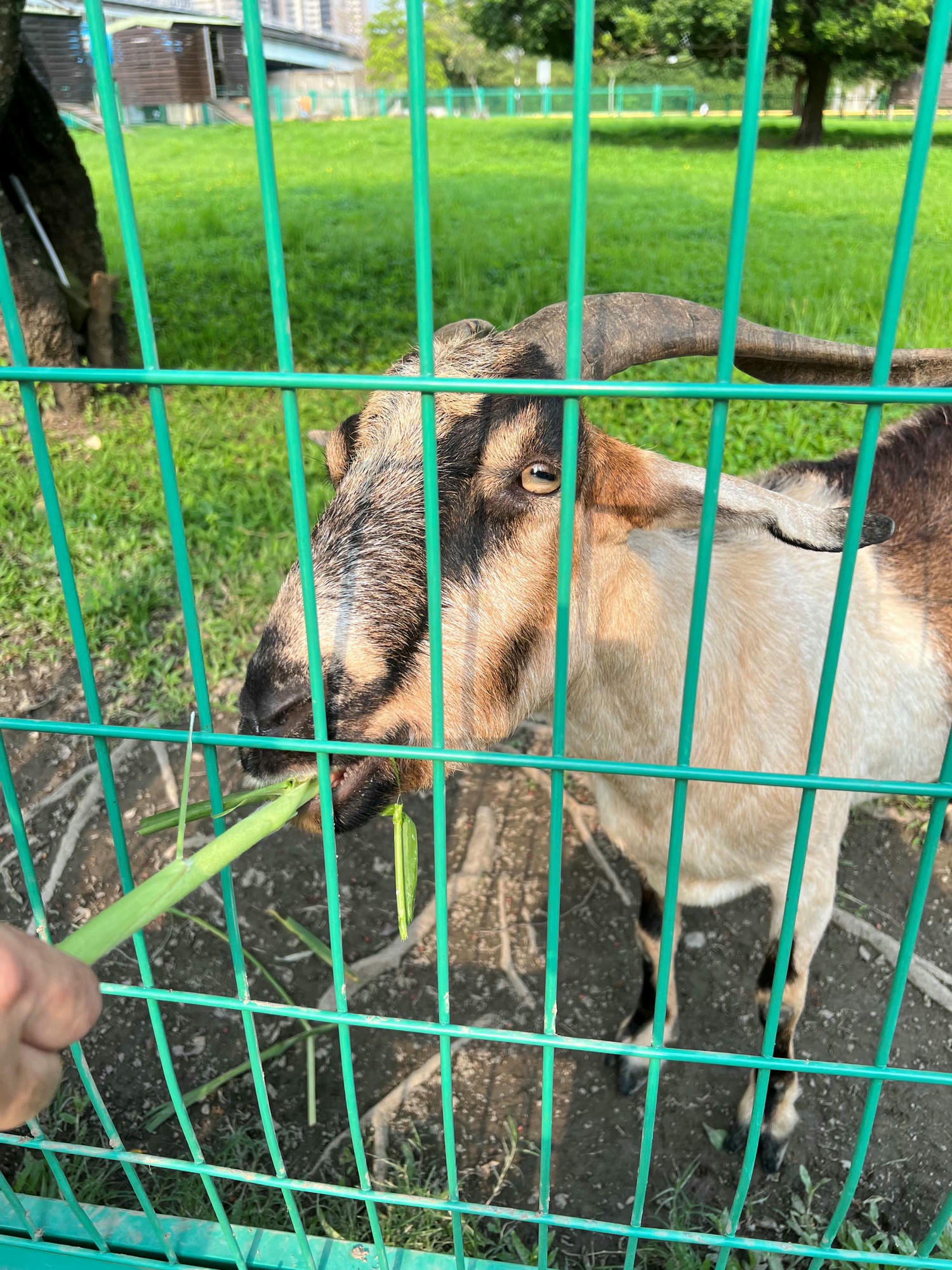 板橋親子景點|板橋浮洲藝術河濱公園 恐龍兒童遊戲場、騎自行車、免費餵小羊,一次滿足! - 第26張圖 板橋親子景點|板橋浮洲藝術河濱公園 恐龍兒童遊戲場、騎自行車、免費餵小羊,一次滿足!