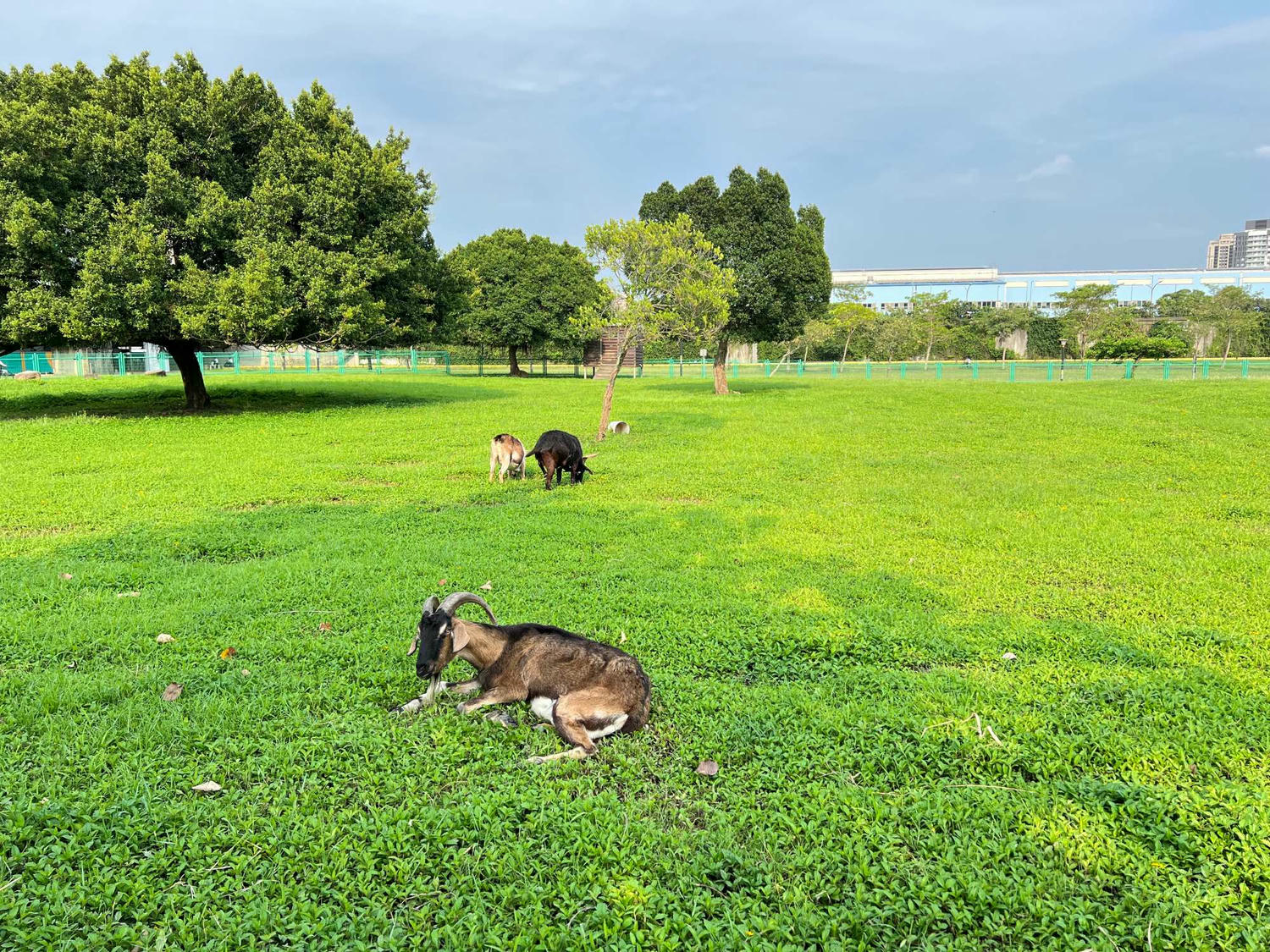 板橋親子景點|板橋浮洲藝術河濱公園 恐龍兒童遊戲場、騎自行車、免費餵小羊,一次滿足! - 第23張圖 板橋親子景點|板橋浮洲藝術河濱公園 恐龍兒童遊戲場、騎自行車、免費餵小羊,一次滿足!