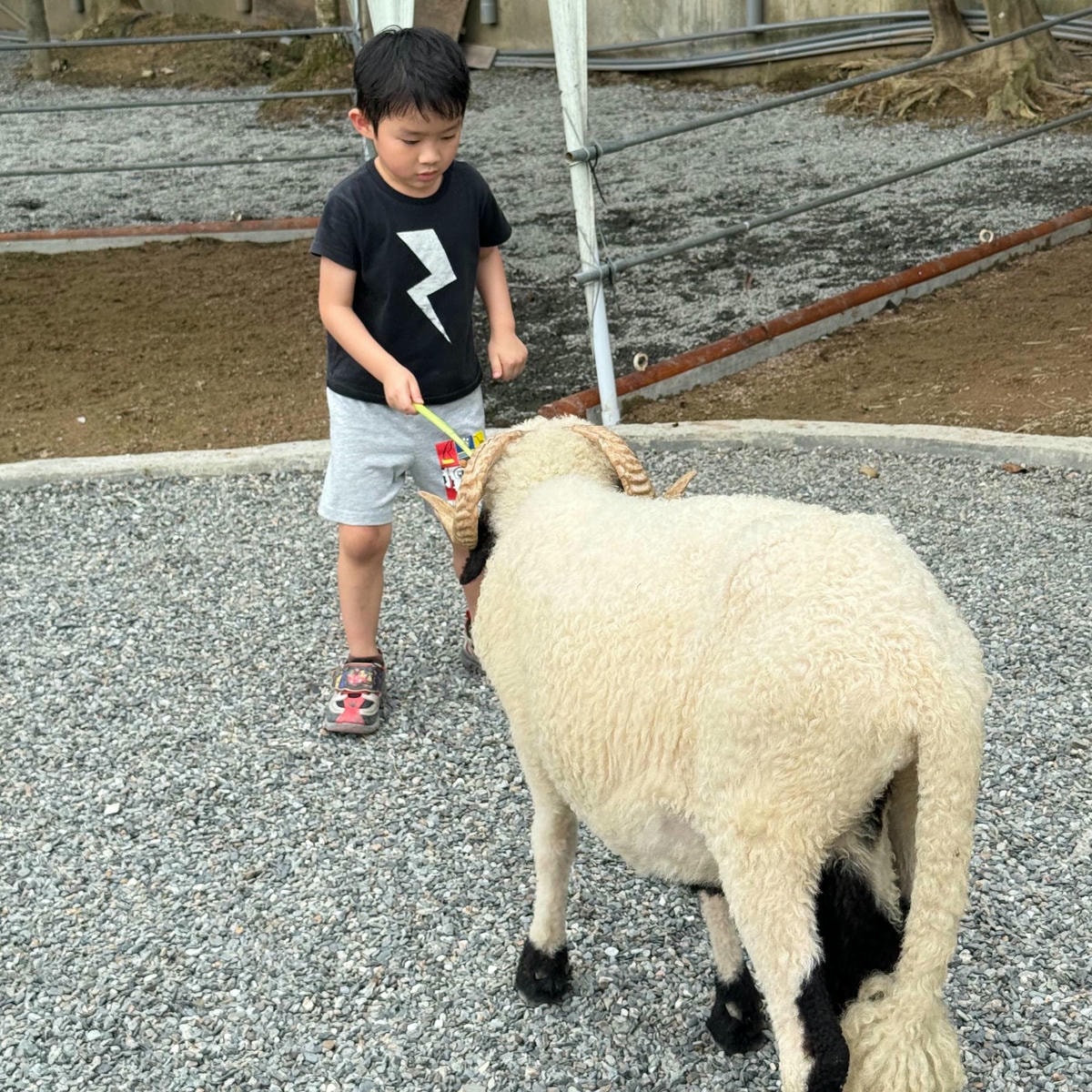新北親子農場推薦|萌萌森林物語 水豚君、狐獴、笑笑羊近距離接觸餵食超有趣! - 第15張圖 新北親子農場推薦|萌萌森林物語 水豚君、狐獴、笑笑羊近距離接觸餵食超有趣!