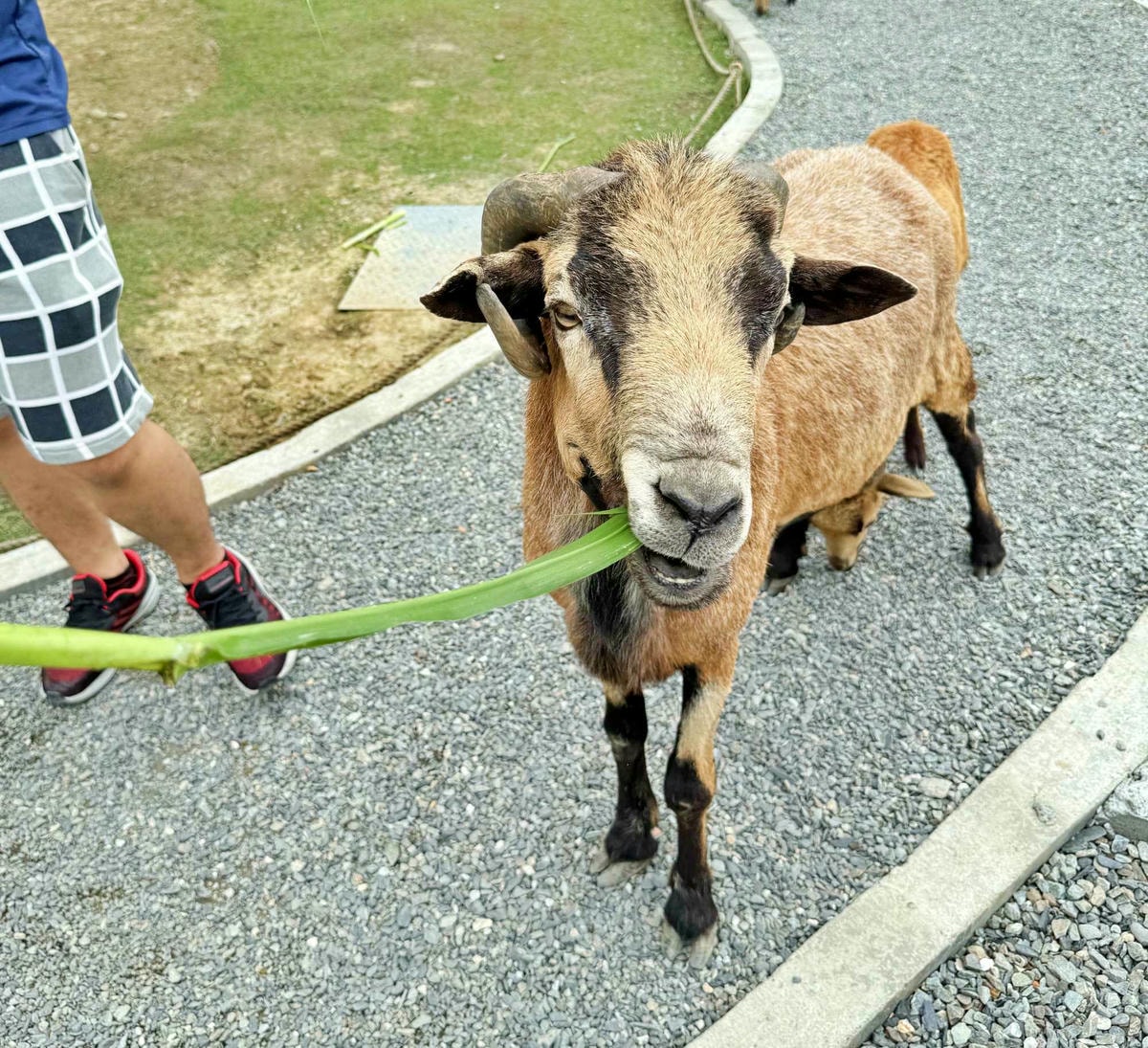 新北親子農場推薦|萌萌森林物語 水豚君、狐獴、笑笑羊近距離接觸餵食超有趣! - 第18張圖 新北親子農場推薦|萌萌森林物語 水豚君、狐獴、笑笑羊近距離接觸餵食超有趣!