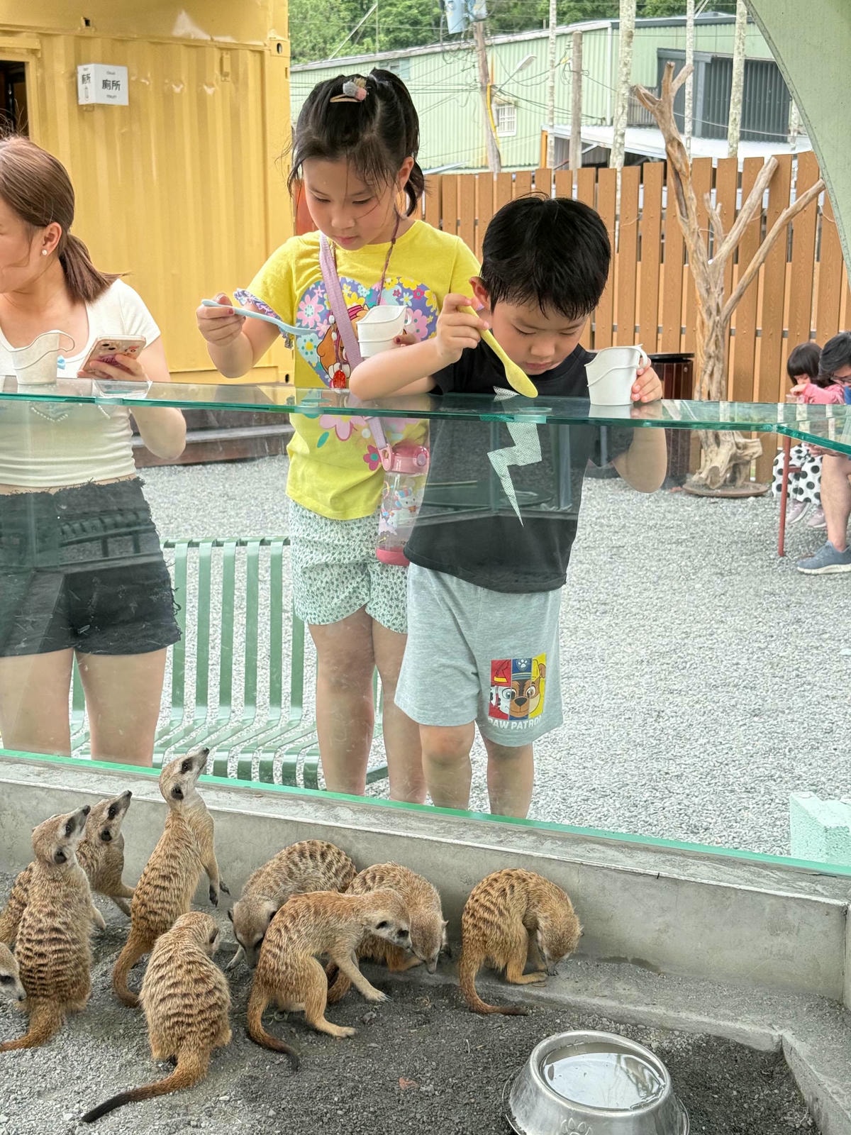 新北親子農場推薦|萌萌森林物語 水豚君、狐獴、笑笑羊近距離接觸餵食超有趣! - 第8張圖 新北親子農場推薦|萌萌森林物語 水豚君、狐獴、笑笑羊近距離接觸餵食超有趣!