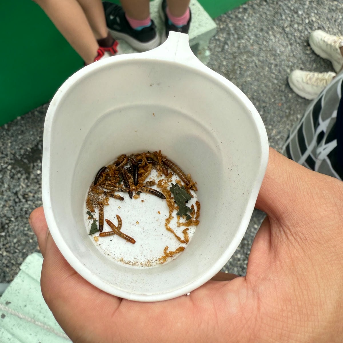 新北親子農場推薦|萌萌森林物語 水豚君、狐獴、笑笑羊近距離接觸餵食超有趣! - 第7張圖 新北親子農場推薦|萌萌森林物語 水豚君、狐獴、笑笑羊近距離接觸餵食超有趣!