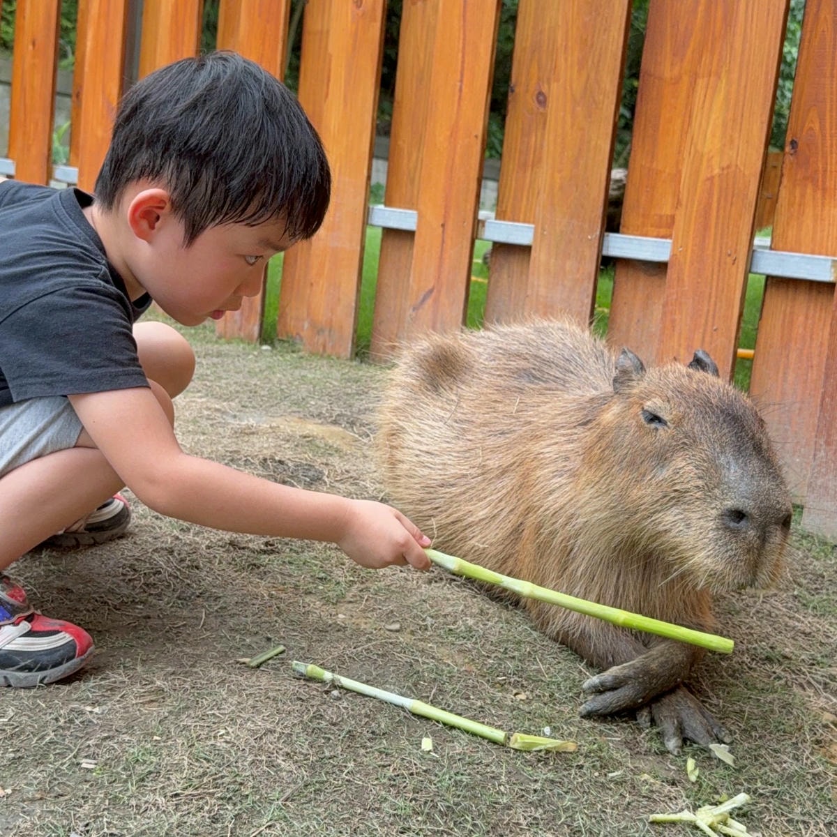 新北親子農場推薦|萌萌森林物語 水豚君、狐獴、笑笑羊近距離接觸餵食超有趣! - 第21張圖 新北親子農場推薦|萌萌森林物語 水豚君、狐獴、笑笑羊近距離接觸餵食超有趣!