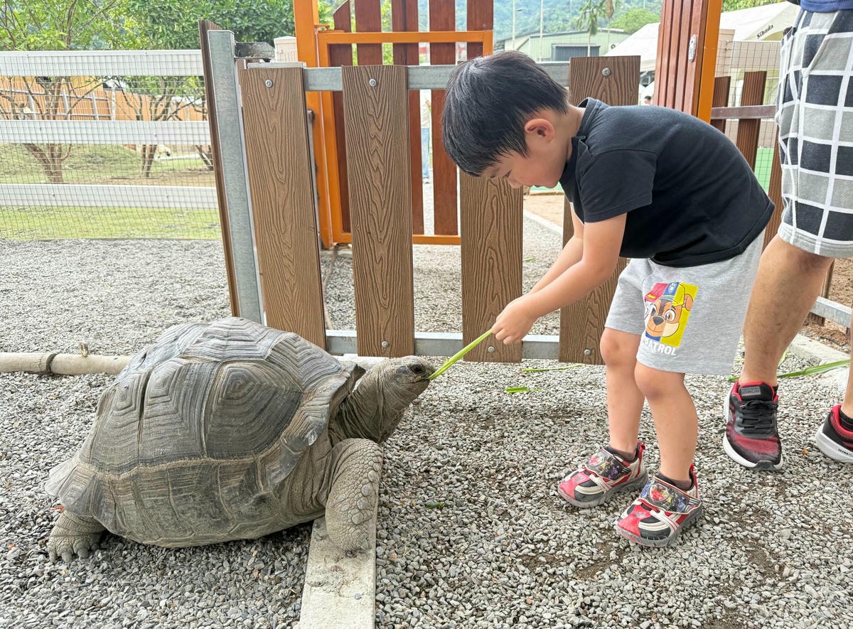 新北親子農場推薦|萌萌森林物語 水豚君、狐獴、笑笑羊近距離接觸餵食超有趣! - 第19張圖 新北親子農場推薦|萌萌森林物語 水豚君、狐獴、笑笑羊近距離接觸餵食超有趣!