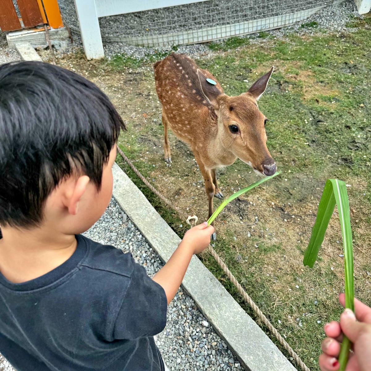 新北親子農場推薦|萌萌森林物語 水豚君、狐獴、笑笑羊近距離接觸餵食超有趣! - 第26張圖 新北親子農場推薦|萌萌森林物語 水豚君、狐獴、笑笑羊近距離接觸餵食超有趣!