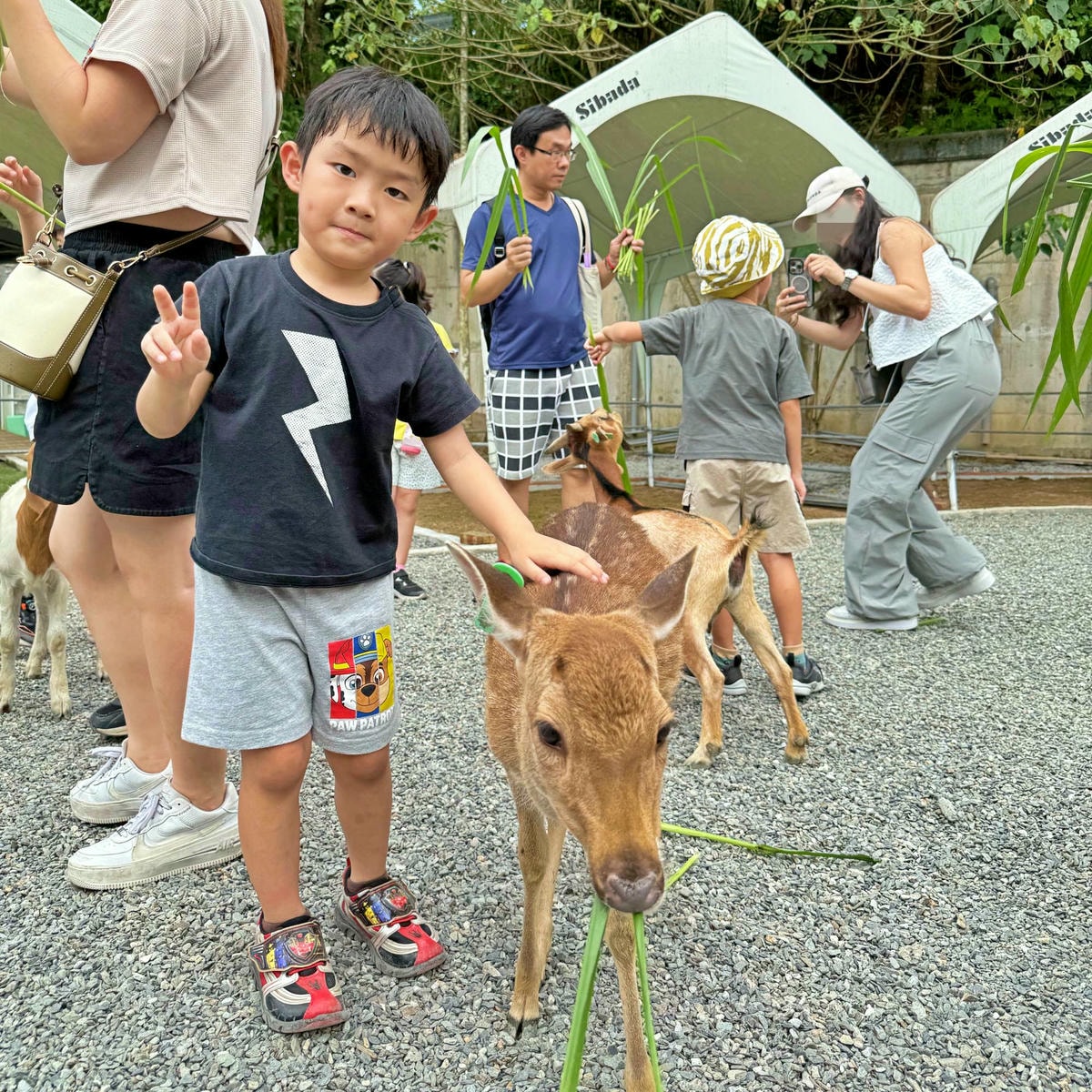 新北親子農場推薦|萌萌森林物語 水豚君、狐獴、笑笑羊近距離接觸餵食超有趣! - 第16張圖 新北親子農場推薦|萌萌森林物語 水豚君、狐獴、笑笑羊近距離接觸餵食超有趣!