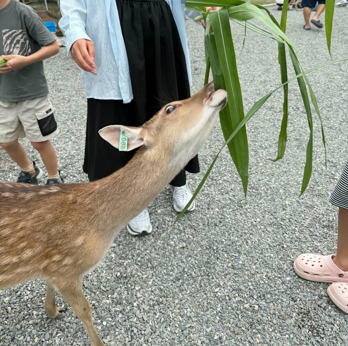 新北親子農場推薦|萌萌森林物語 水豚君、狐獴、笑笑羊近距離接觸餵食超有趣! - 第13張圖 新北親子農場推薦|萌萌森林物語 水豚君、狐獴、笑笑羊近距離接觸餵食超有趣!